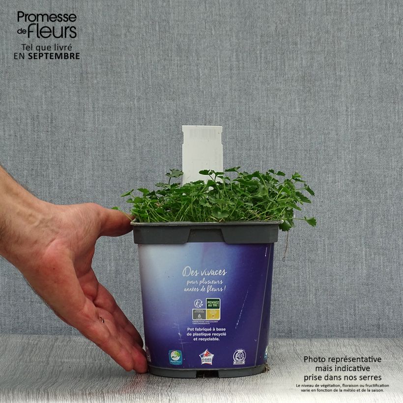 Ejemplar de Campanule des murs - Campanula portenschlagiana (muralis) en pot de 2 litres entregado en otoño