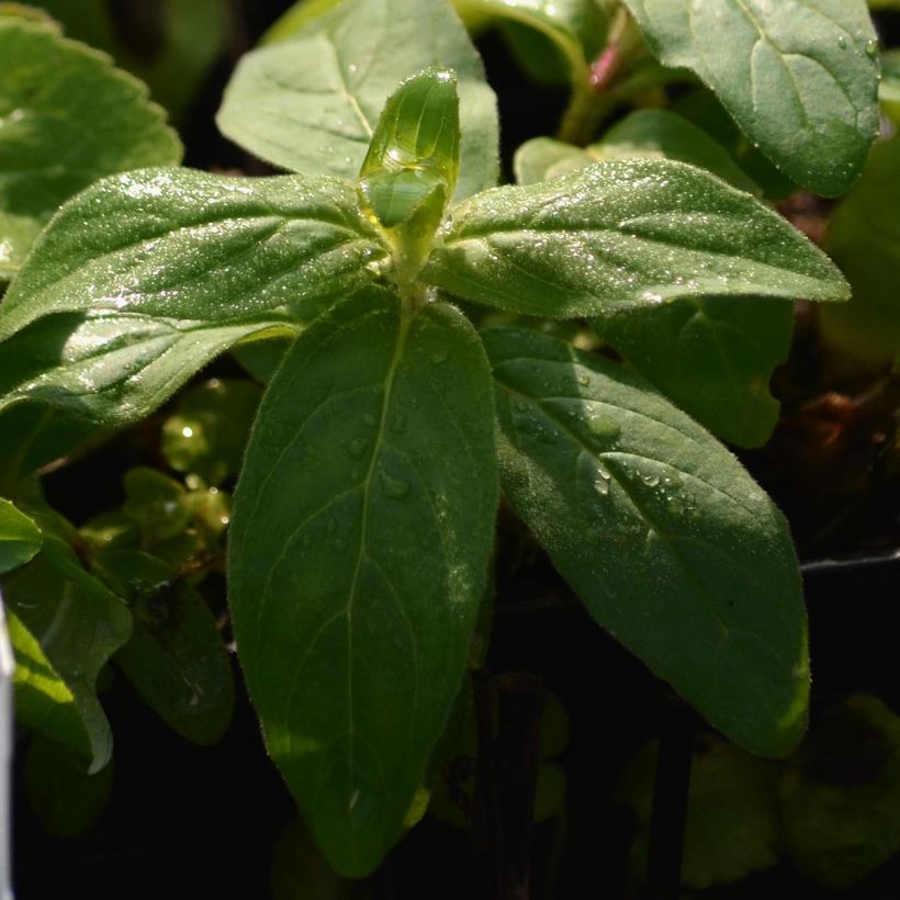 Campanula glomerata Alba (Follaje)