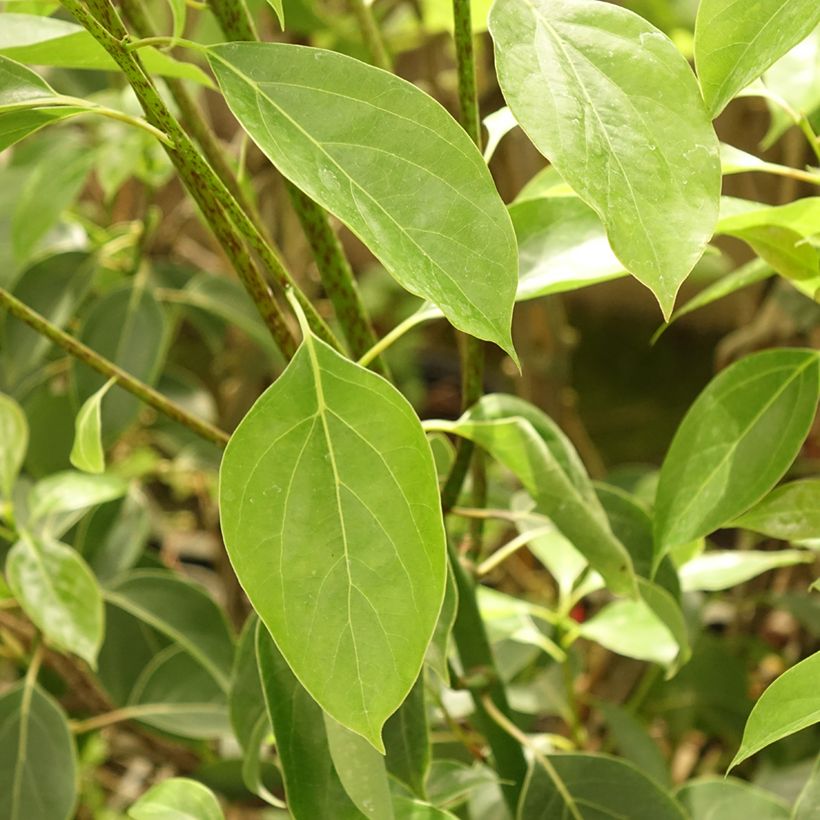 Cinnamomum camphora - Alcanforero (Follaje)