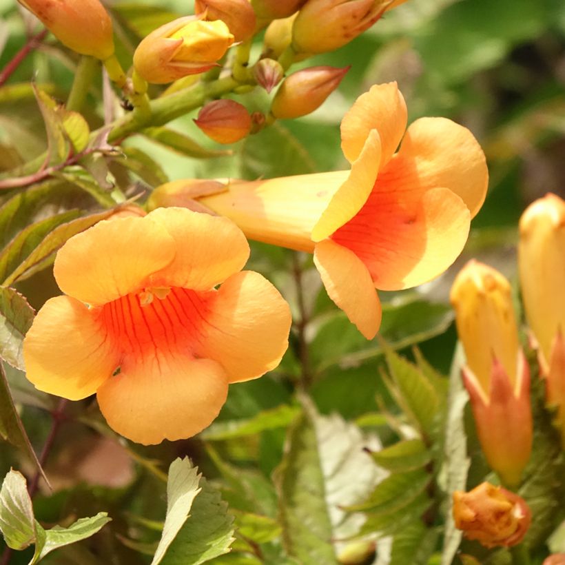 Enredadera de trompeta Indian summer - Campsis radicans (Floración)