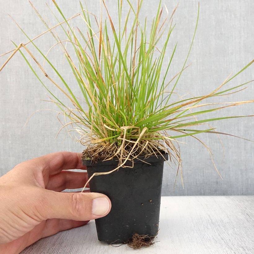 Ejemplar de Canche cespiteuse Northern Lights - Deschampsia cespitosa  Godet de 8/9 cm entregado en verano