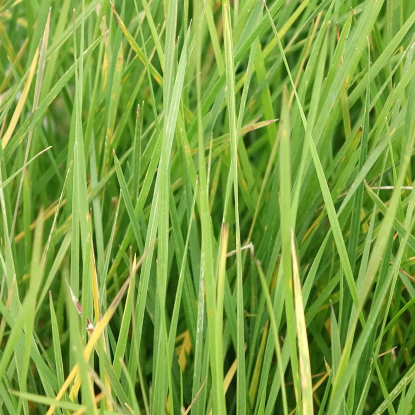 Deschampsia caespitosa Vivipara - Grama de monte (Follaje)