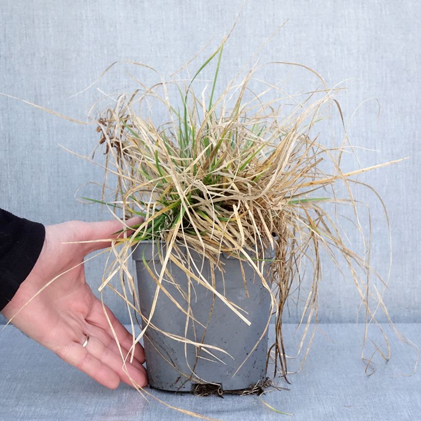 Deschampsia caespitosa Vivipara - Grama de monte Maceta 2L/3L Ejemplar entregado en invierno