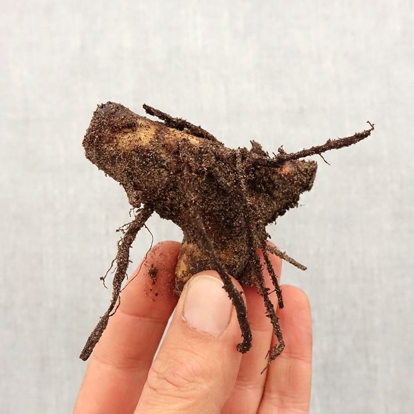 Canna indica Angelique - Caña de las Indias Ejemplar entregado en la primavera