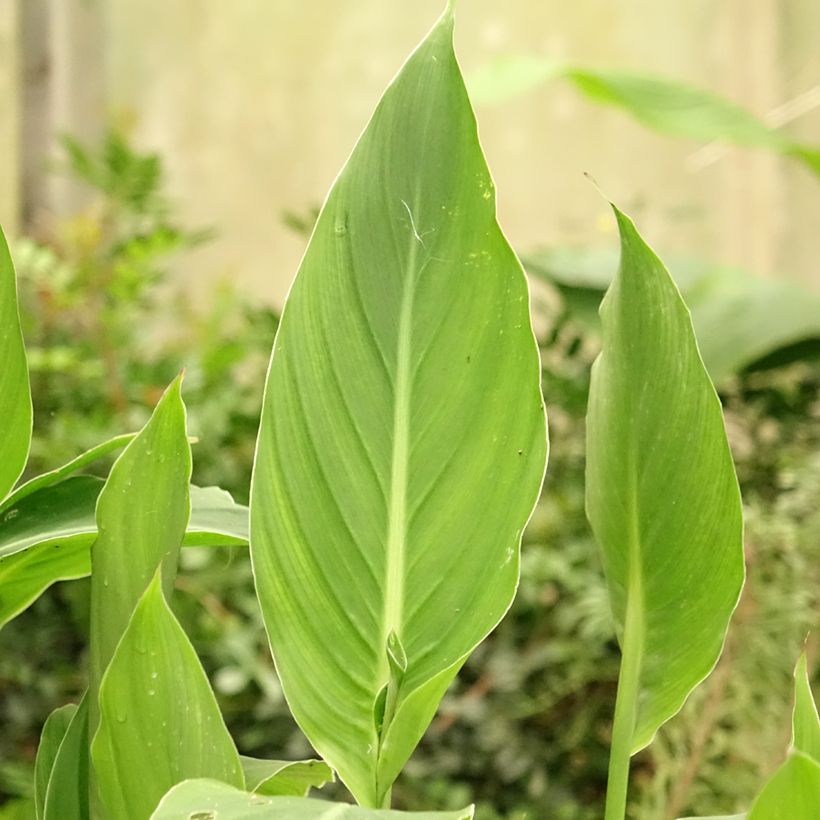 Canna edulis (Follaje)