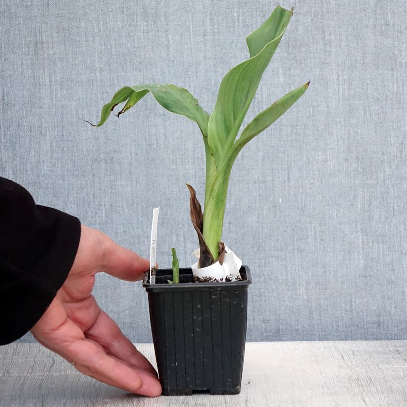 Canna glauca Ra Ejemplar entregado en la primavera