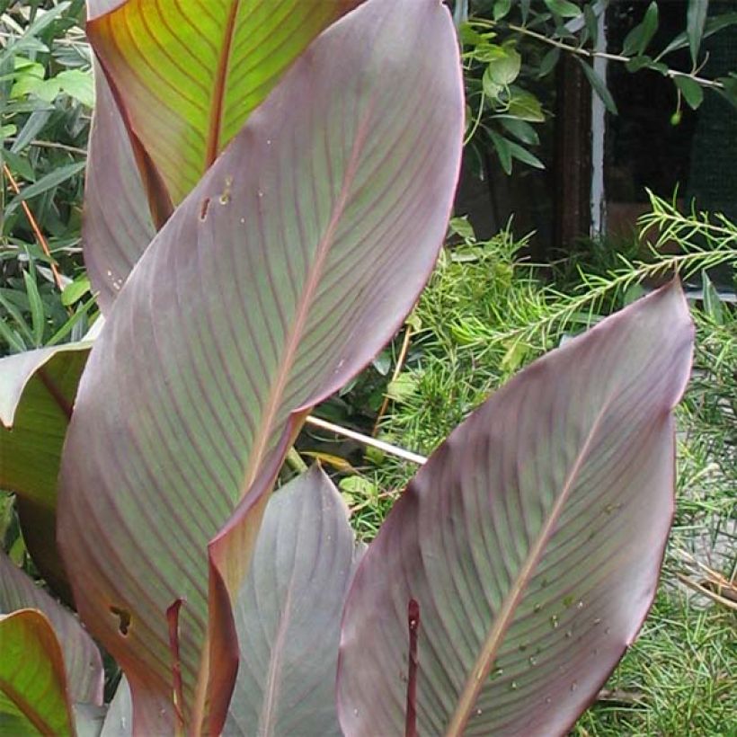 Canna indica Purpurea - Caña de las Indias (Follaje)