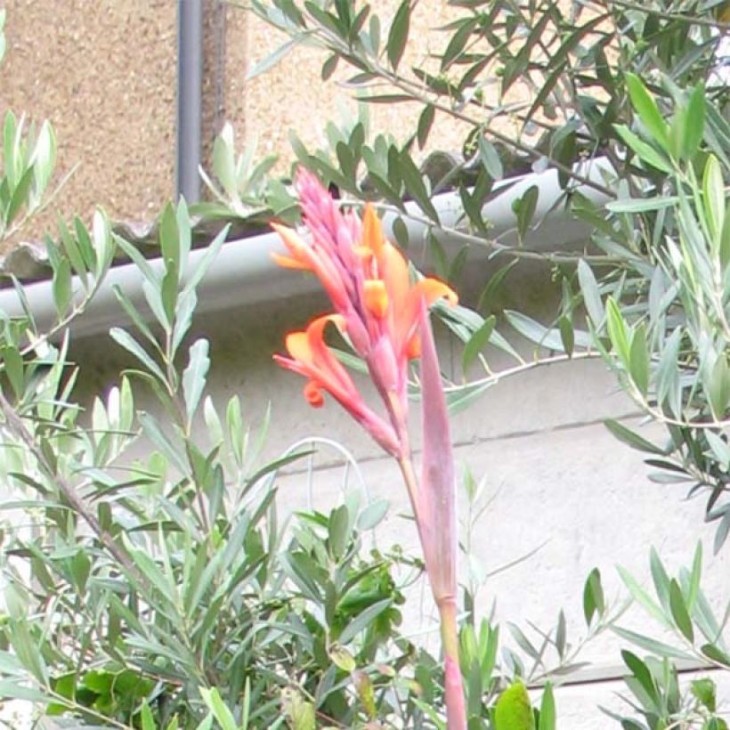 Canna indica Purpurea - Caña de las Indias (Floración)