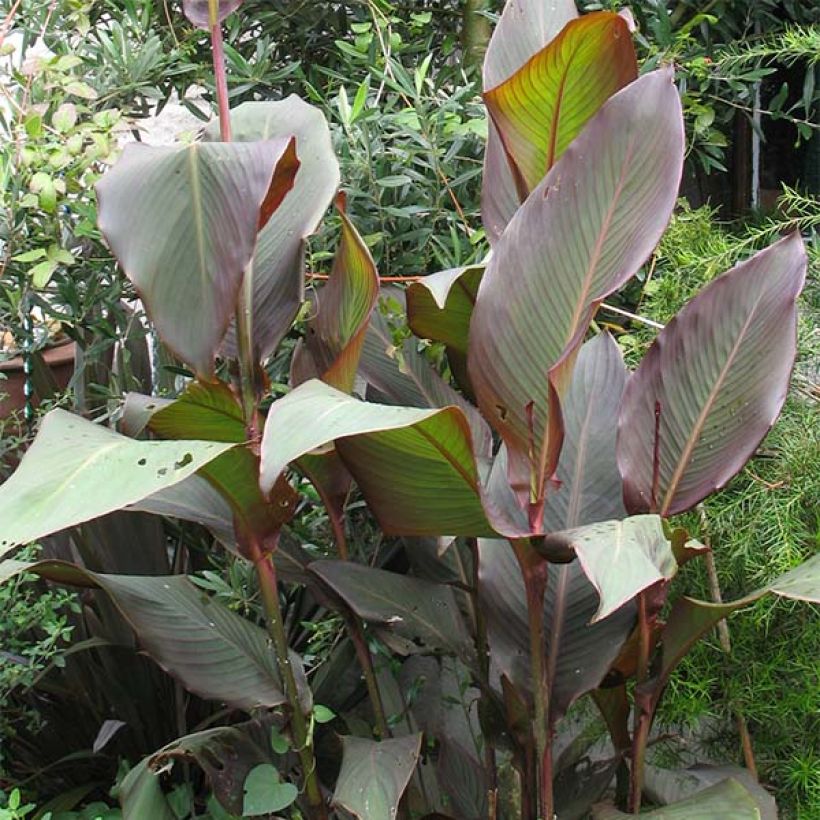 Canna indica Purpurea - Caña de las Indias (Porte)