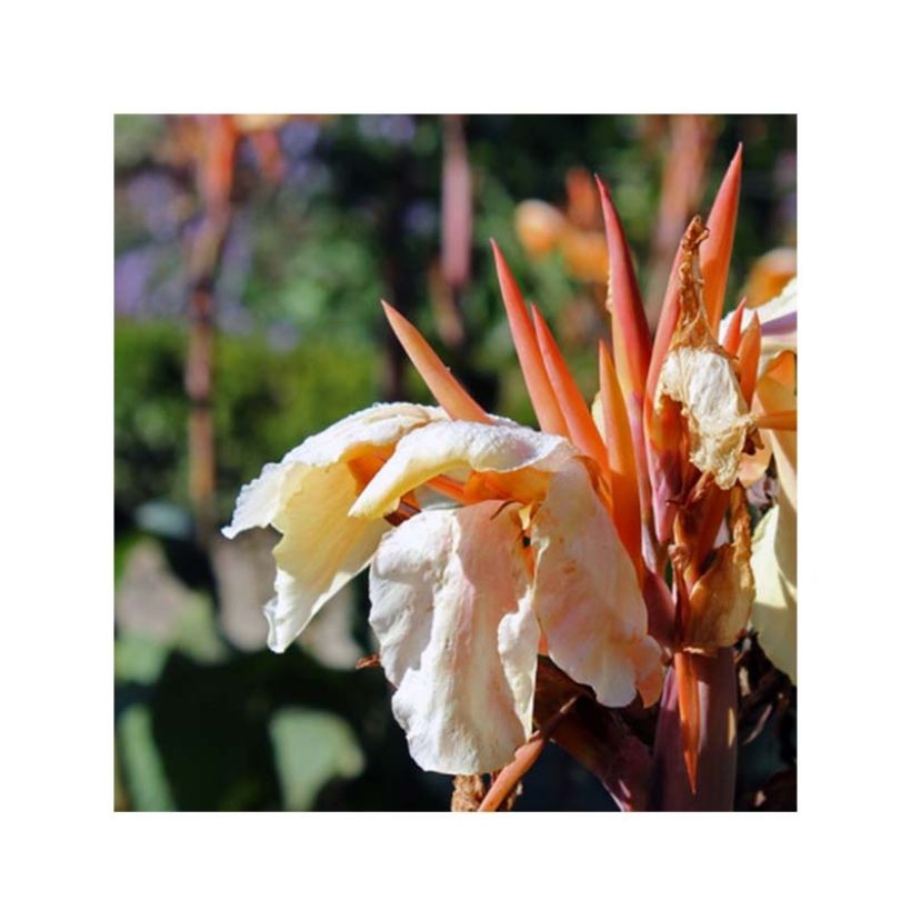 Canna Mme Angèle Martin - Caña de las Indias (Floración)