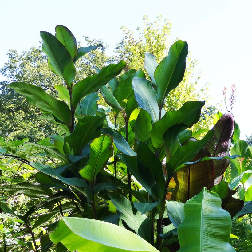 Canna musaefolia Musaefolia - (Porte)