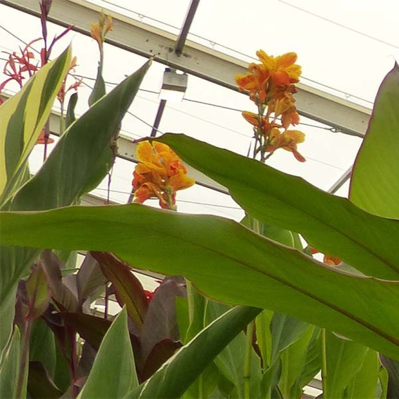 Canna musaefolia Musaefolia - (Floración)