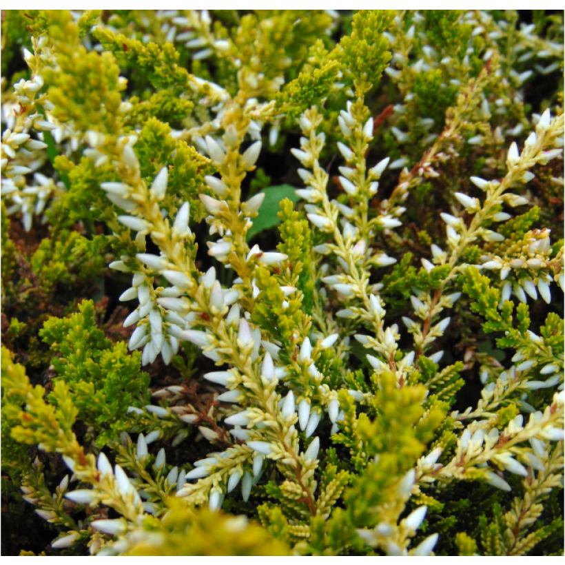 Calluna vulgaris Sandy - Brecina (Follaje)