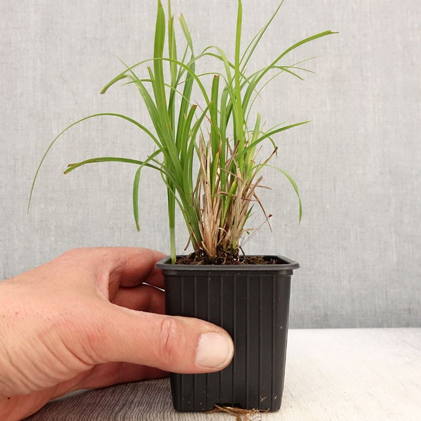 Carex acuta - Laîche aiguë - Godet de 8/9 cm Ejemplar entregado en la primavera