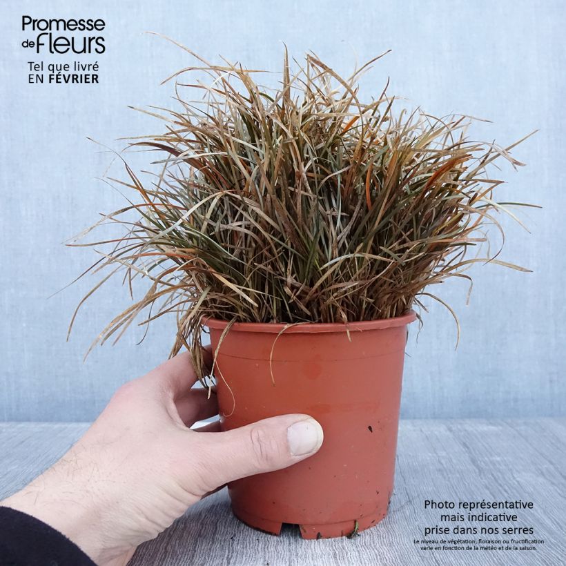 Carex berggrenii - Laîche - Pot de 1L/1,5L Ejemplar entregado en invierno