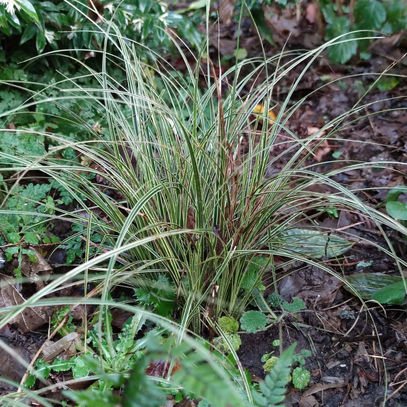 Carex brunnea Variegata (Follaje)