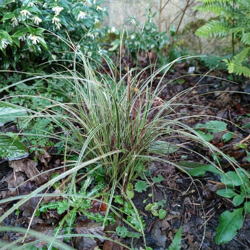 Carex brunnea Variegata (Porte)