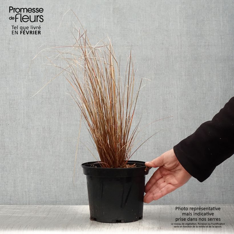 Carex buchananii Red Rooster - Laîche de Buchanan Pot de 2L/3L Ejemplar entregado en invierno