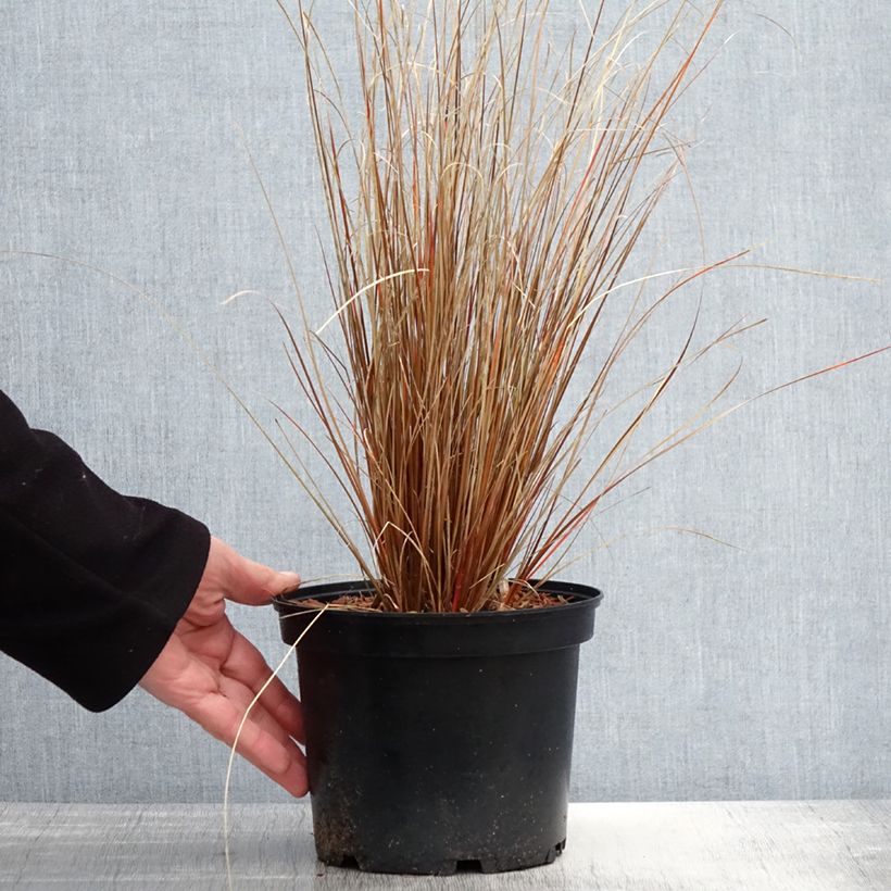 Carex buchananii Red Rooster - Laîche de Buchanan Pot de 2L/3L Ejemplar entregado en la primavera