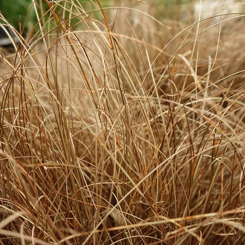 Carex comans Bronze Form (Follaje)