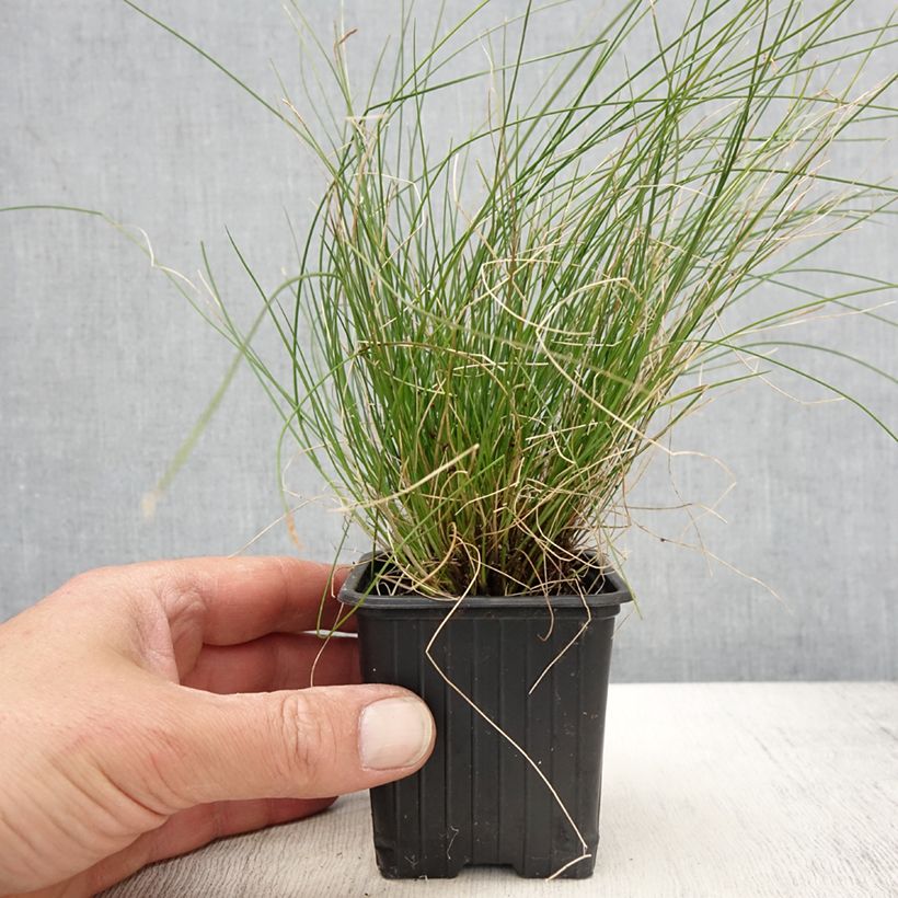 Carex davalliana - Laîche de Davall - Godet de 8/9 cm Ejemplar entregado en la primavera