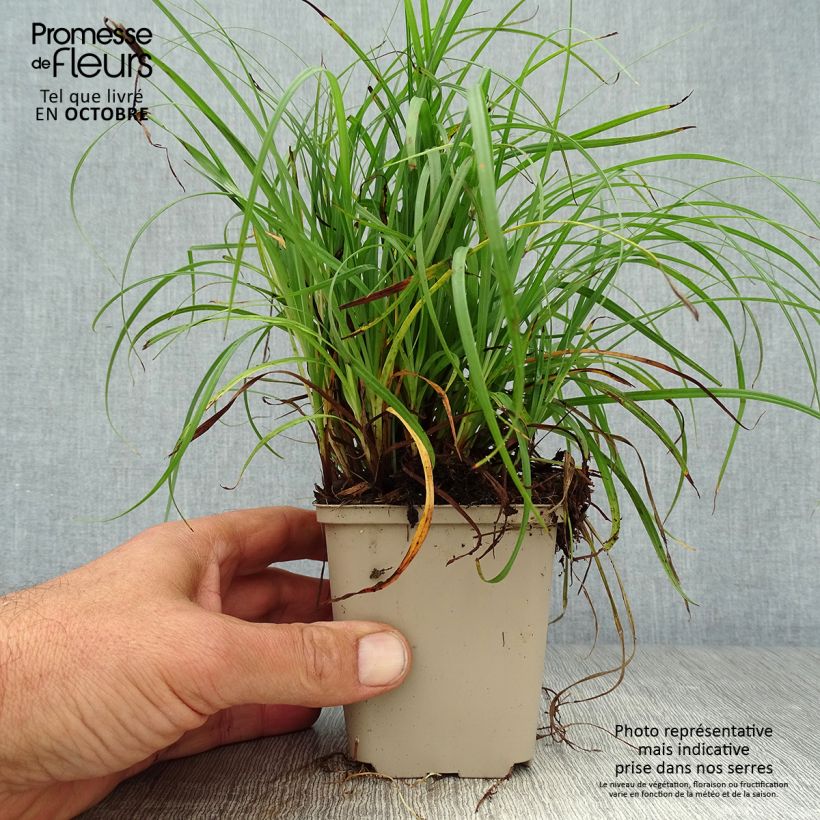 Ejemplar de Carex flacca Godet de 9cm entregado en otoño