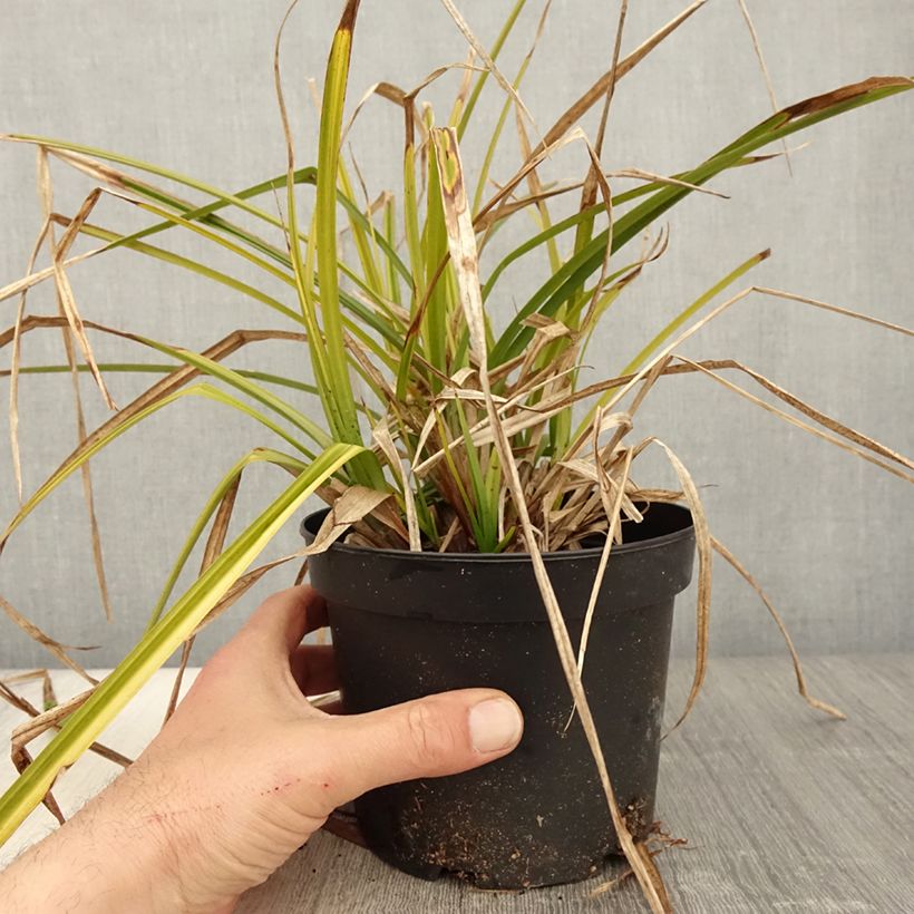 Carex grayi - Laîche massue en pot de 2L/3L Ejemplar entregado en la primavera