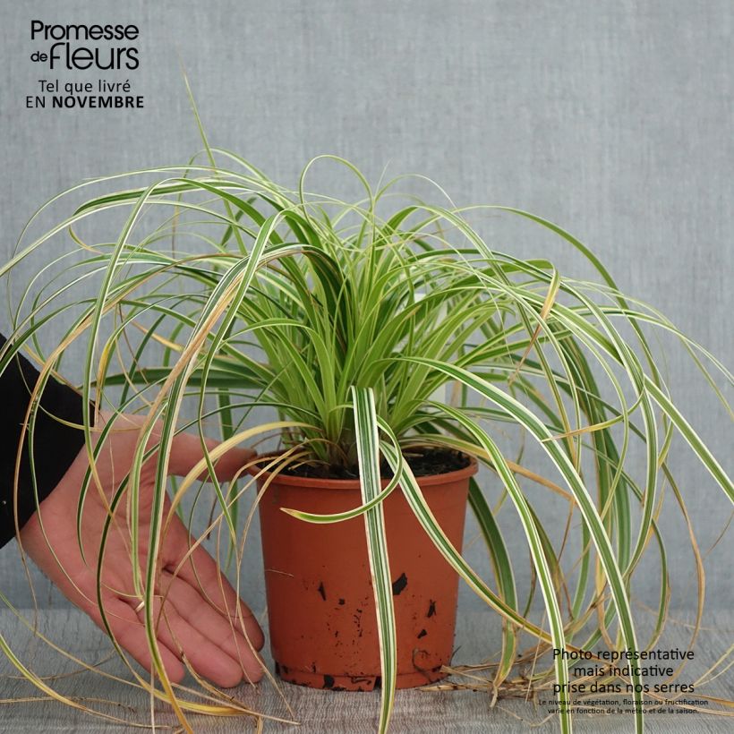 Ejemplar de Carex hybride Feather Falls en pot de 1L/1.5L entregado en otoño