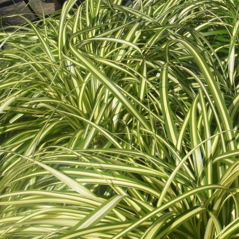 Carex foliosissima Aureovariegata (Follaje)