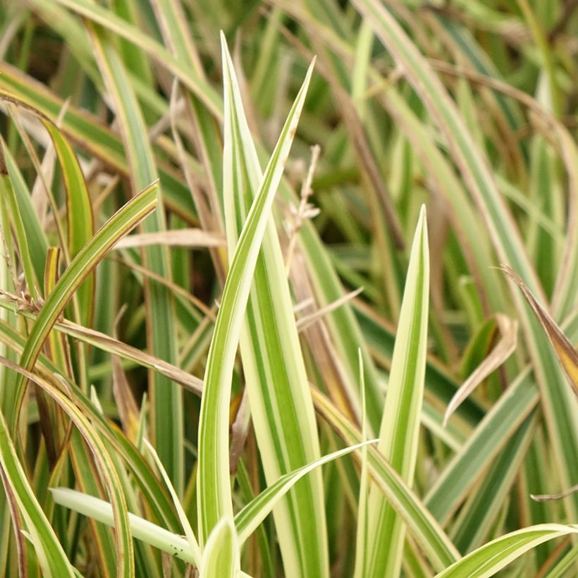 Carex morrowii Goldband (Follaje)