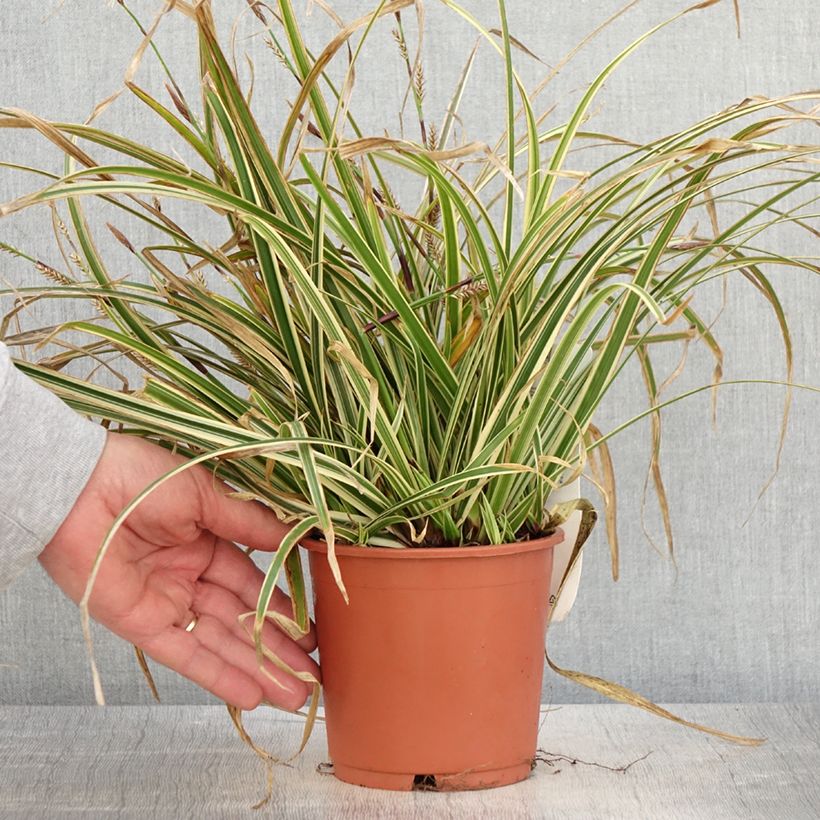 Carex morrowii Goldband - Laîche du Japon - Pot de 1L/1,5L Ejemplar entregado en la primavera