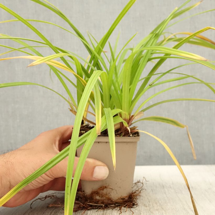 Ejemplar de Carex morrowii Irish Green - Laîche du Japon en godet de 9 cm entregado en otoño