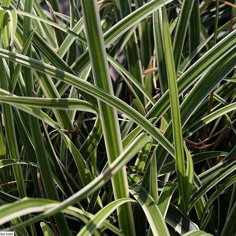 Carex morrowii Variegata (Follaje)