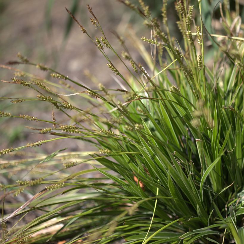 Carex morrowii Variegata (Floración)