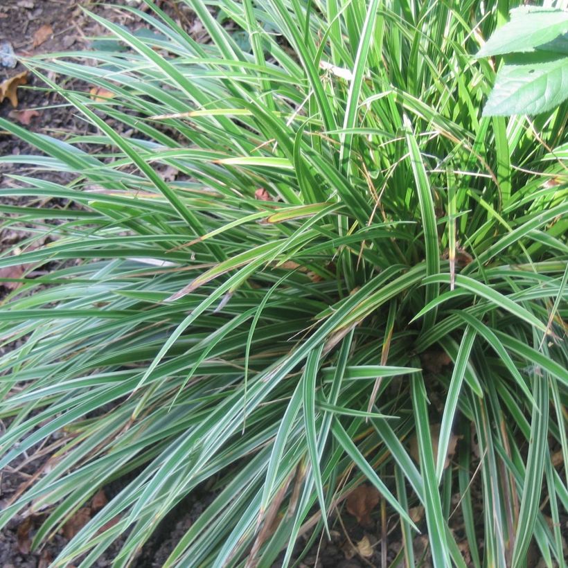 Carex morrowii Variegata (Porte)