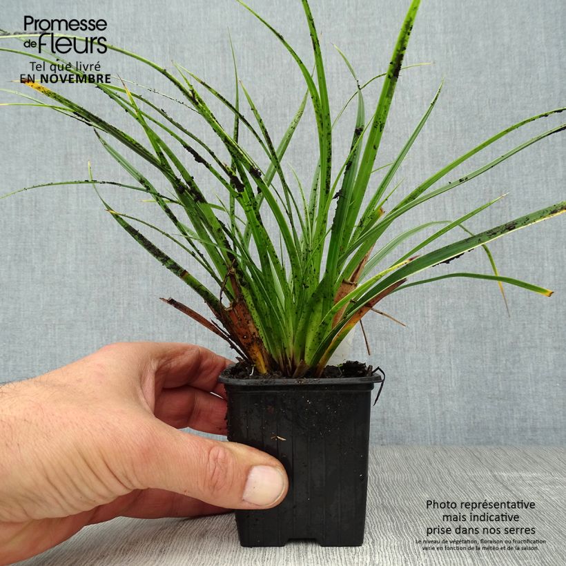 Ejemplar de Carex morrowii Variegata - Laîche du Japon en godet de 9 cm entregado en otoño