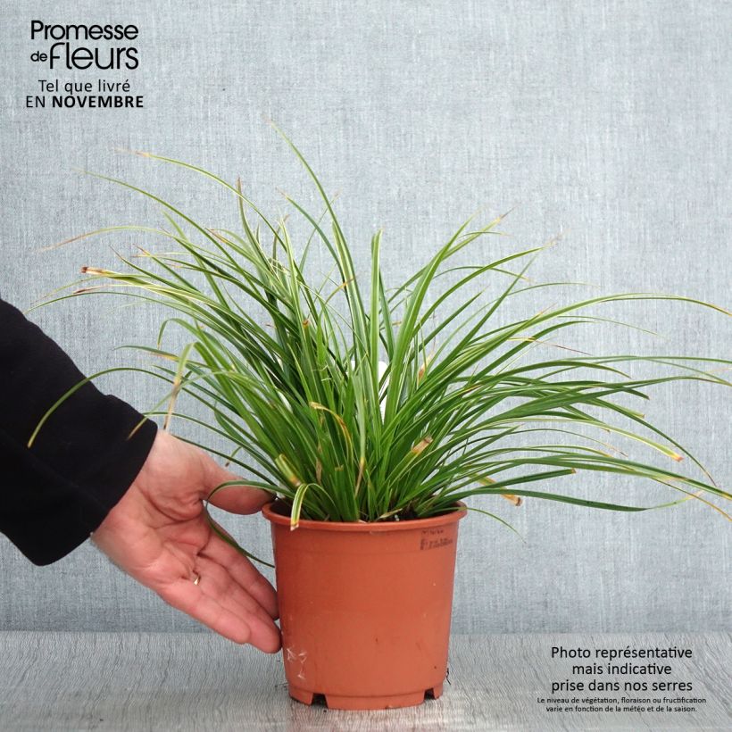 Ejemplar de Carex morrowii Variegata - Laîche du Japon en pot de 2L/3L entregado en otoño