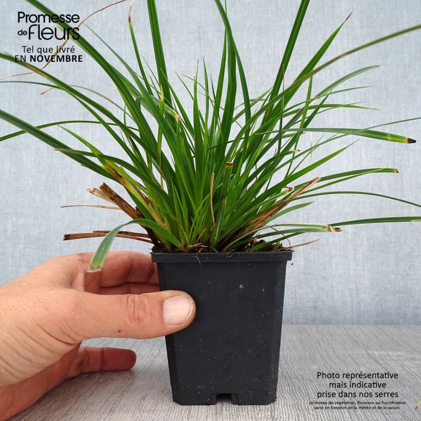 Ejemplar de Carex muskingumensis Variegata - Laîche palmée Godet de 9cm entregado en otoño