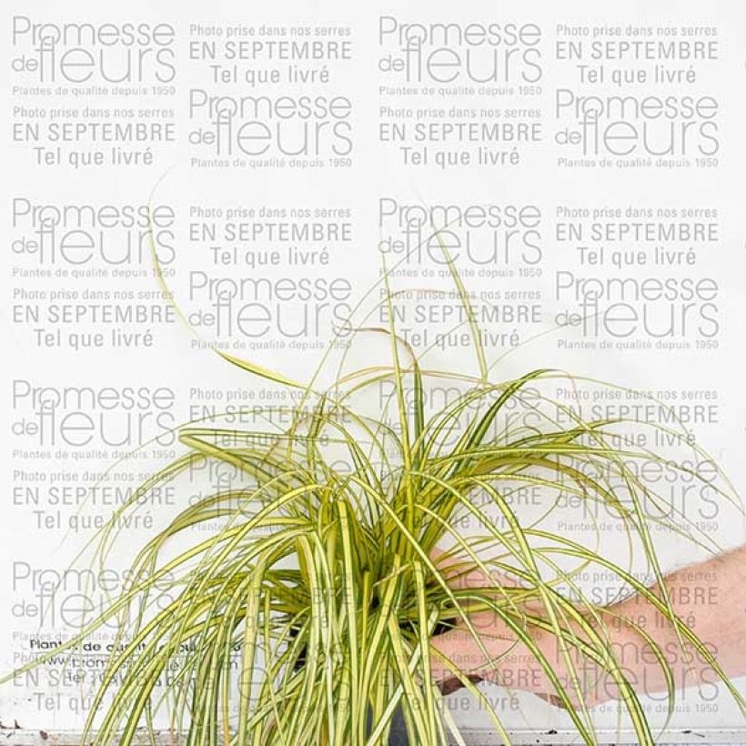 Ejemplo de ejemplar de Carex oshimensis Evergold en godet de 9 cm tal y como se entrega