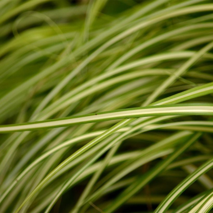 Carex oshimensis Evergold (Follaje)