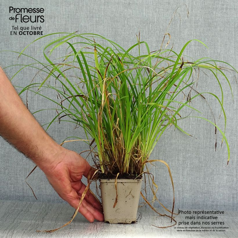 Ejemplar de Carex oshimensis Everlime - Laîche d'Oshima  Godet de 9cm entregado en otoño