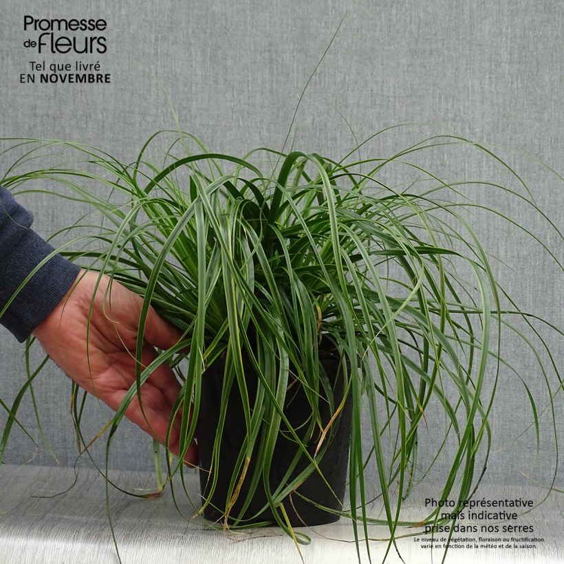 Ejemplar de Carex oshimensis Everlime - Laîche d'Oshima Pot de 2L/3L entregado en otoño