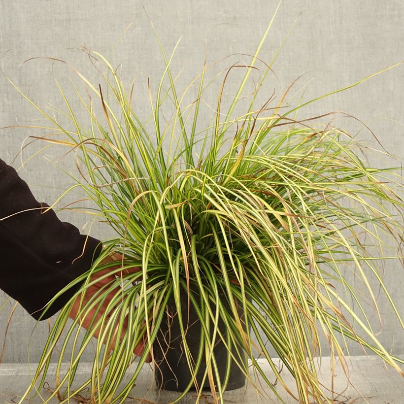 Ejemplar de Carex oshimensis Eversheen - Laîche d'Oshima - Pot de 2L/3L entregado en otoño