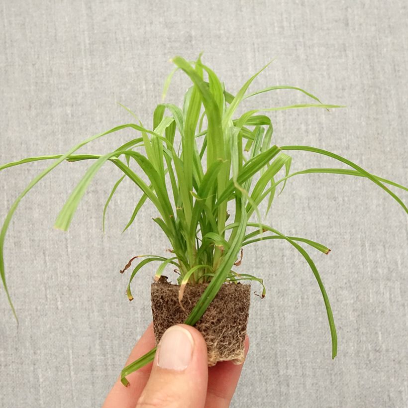 Ejemplar de Carex pendula Fresh Look - Laîche pendante Mini-motte 2,5 cm entregado en otoño