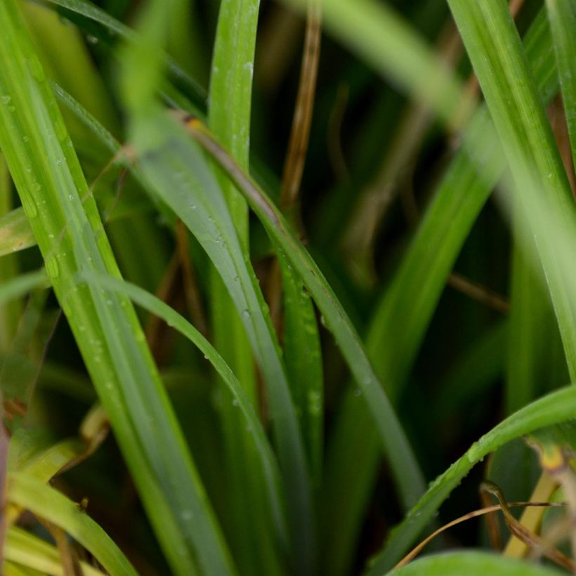 Carex pendula (Follaje)