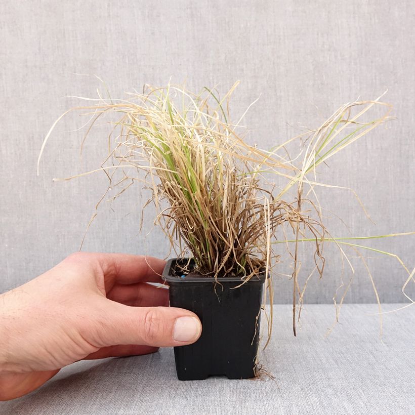 Carex remota - Laîche espacée Godet de 8/9 cm Ejemplar entregado en invierno