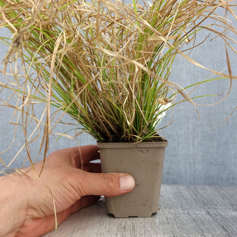 Carex remota - Laîche espacée Godet de 8/9 cm Ejemplar entregado en la primavera