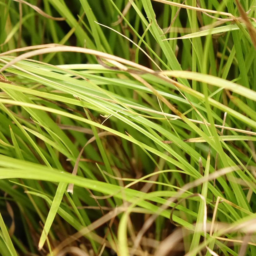 Carex remota (Follaje)