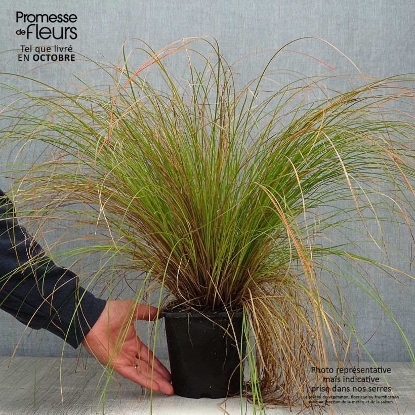 Ejemplar de Carex testacea Prairie Fire en pot de 2L entregado en otoño