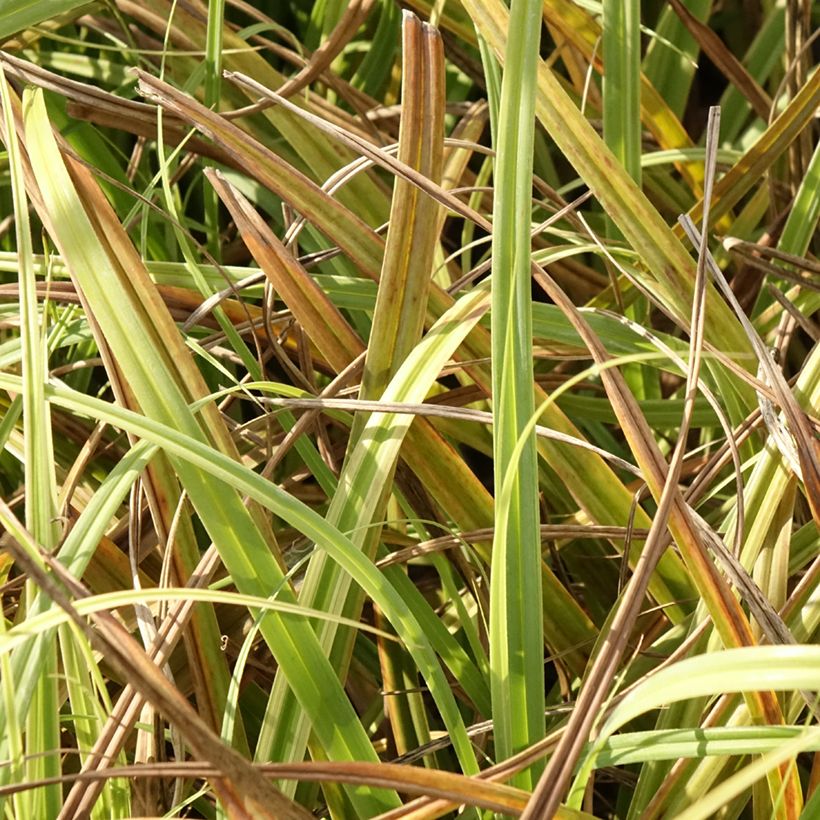 Carex trifida Rekohu Sunrise (Follaje)